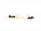 Preview: Lasius brunneus